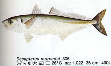 Decapterus muruadsi